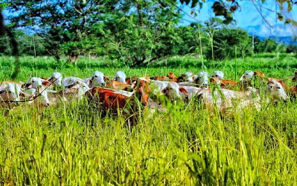 Fedegan est&aacute; derribando los estigmas endilgados a la ganader&iacute;a colombiana