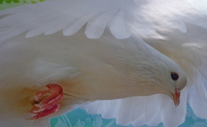 Una paz de alto costo