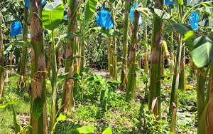 Reflexiones, Colombia Agropecuaria