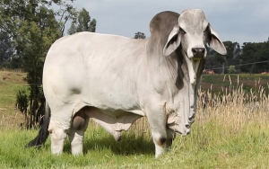 Abigeato pas&oacute; factura por m&aacute;s de un bill&oacute;n de pesos: Fedegan