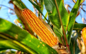 Importaciones de comida en Colombia se van a mantener: Fenalce