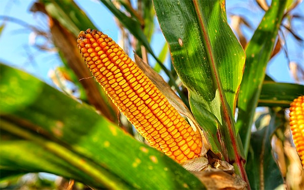 Importaciones de comida en Colombia se van a mantener: Fenalce