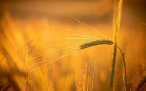 &iquest;Llega la hora del comercio de cereales sin d&oacute;lares en los pa&iacute;ses BRICS?