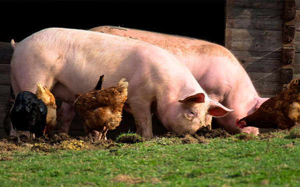 Prote&iacute;nas animales se posicionan en el comercio virtual