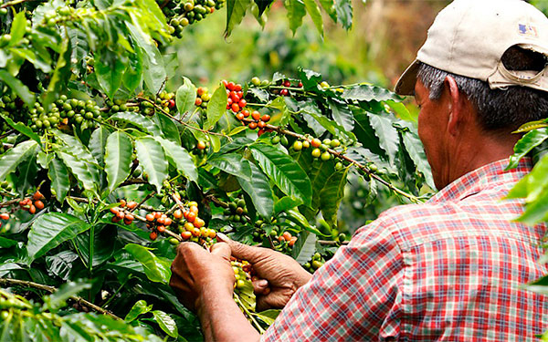 Producci&oacute;n de caf&eacute; de Colombia cae 22% en noviembre