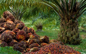 Colombia debe convencerse que la paz est&aacute; en la agricultura: C&eacute;sar de Hart