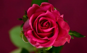 Por San Valent&iacute;n y otros mercados, gobierno y floricultores est&aacute;n de amores