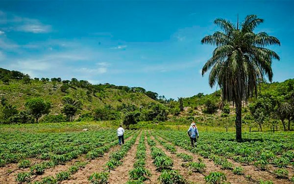 Tierras no legalizadas, palo en la rueda del cr&eacute;dito agropecuario: CEBAR