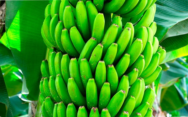 Bananeros trabajan en Miami contra el hongo Fusarium Raza 4 Tropical