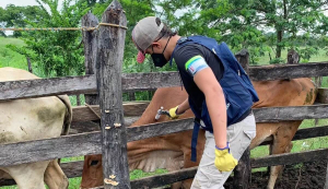 En 7 d&iacute;as FEDEG&Aacute;N-FNG e ICA vacunaron 2,6 millones de bovinos y bufalinos