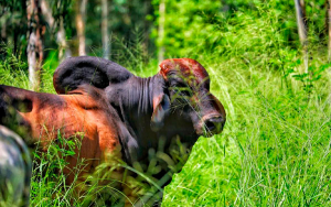 Paro del Clan del Golfo tiene en jaque a los ganaderos colombianos
