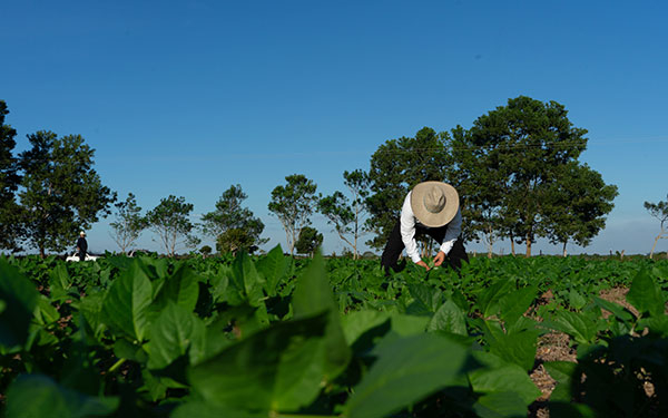 Fenalce lanza soluciones para comercializadores de cereales, leguminosas y soya