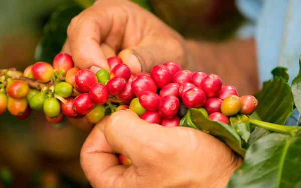 Aumento de la producci&oacute;n cafetera en julio dinamizara la econom&iacute;a colombiana