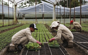 Agricultores y gobierno siguen en alerta por heladas
