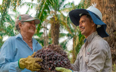 Fedepalma lanzar&aacute; cartilla para que los palmeros mejoren sus finanzas