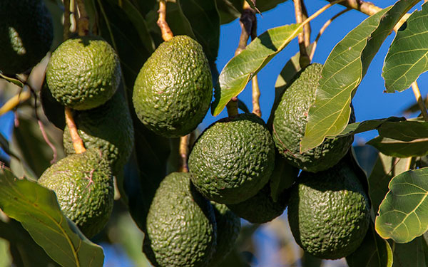 Aguacate Hass, la apuesta agr&iacute;cola colombiana que sigue repuntando
