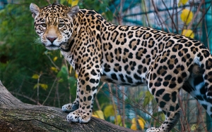Por el balance natural y econ&oacute;mico, &ldquo;larga vida al jaguar&rdquo;
