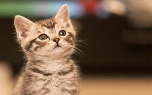 Trucos para lograr fotos incre&iacute;bles de mascotas en amor y amistad