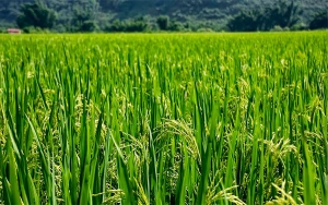 Arroceros insisten en revisar acuerdos de la CAN