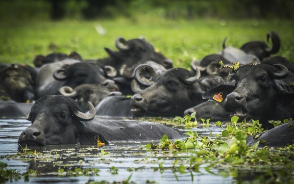 B&uacute;falos, la gran apuesta del mercado de leche y carne