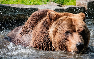 Hallan nuevas propiedades antibi&oacute;ticas en la saliva de osos siberianos