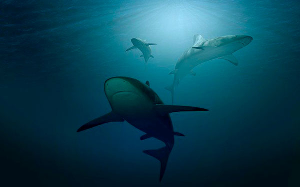 Tr&aacute;fico de especies en Per&uacute; debe ser tratado como delito grave