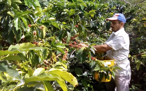 Andariegos: Seres humanos que cambian vida por caf&eacute;