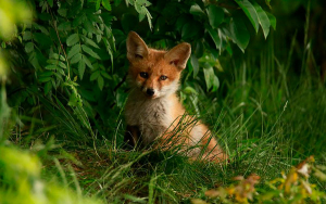 En defensa del medioambiente