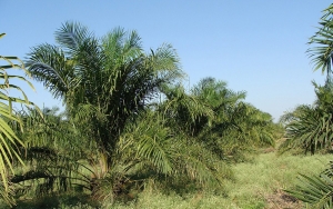 La mujer palmera campesina 2018 es de Puerto Wilches, Santander