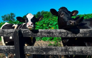 Productores de leche en una encrucijada: Carlos Stiefken
