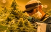 Cannabis medicinal, prospectivo en neurolog&iacute;a y tratamientos de c&aacute;ncer