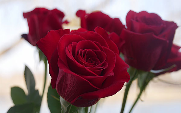 Flores m&aacute;s &lsquo;verdes&rsquo; en San Valent&iacute;n: la intimidad en su producci&oacute;n