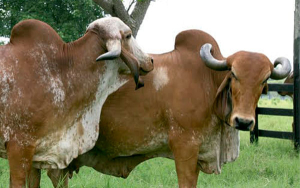 BBVA presenta l&iacute;nea de cr&eacute;dito sostenible para ganaderos