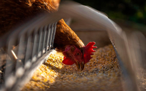 Pese a pandemia aviar H5N1, Colombia potencia su industria av&iacute;cola