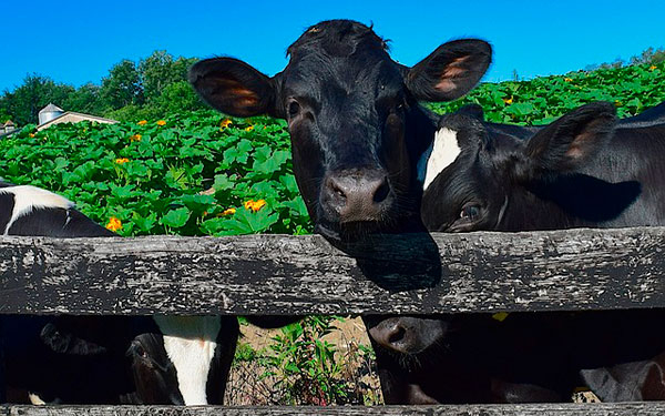 Ganado Holstein, por atributo y rendimientos, todo un cheque al portador