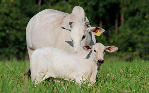 Urgente: Fedeg&aacute;n dice que hato bovino debe llegar a 50 o 60 millones de cabezas