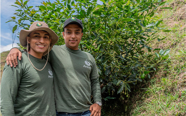 En 2026 aguacate Hass colombiano proyecta crecimiento sostenido y expansi&oacute;n