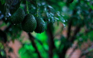 Aguacate colombiano en boom, crece oferta del "oro verde"