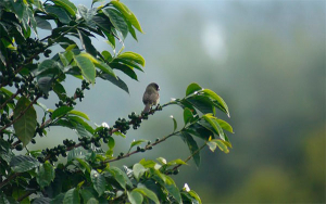 Inici&oacute; socializaci&oacute;n del FEPC en el Huila