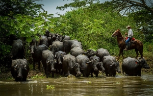 B&uacute;falos, un paso adelante en rentabilidad y prospectiva