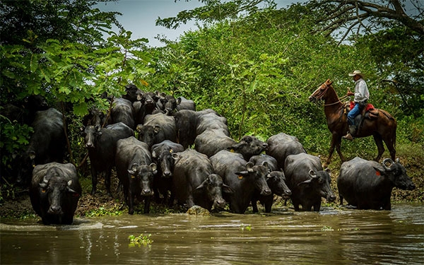 B&uacute;falos, un paso adelante en rentabilidad y prospectiva