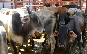 San Luis de Gaceno adelantar&aacute; remate ganadero para blindar productores