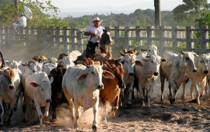Ganader&iacute;a casanare&ntilde;a, optimizando hato y apostando por valor agregado