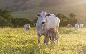 Ganaderos de Colombia superaron expectativas de vacunaci&oacute;n contra aftosa