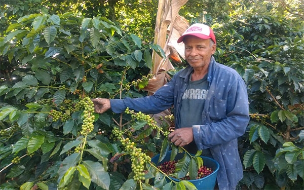 Cosecha cafetera de Santa Mar&iacute;a, Huila, al filo del abismo