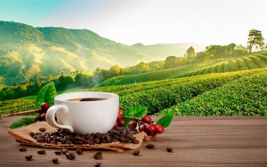 Cosecha cafetera va camino a cumplir sus metas: V&eacute;lez Vallejo