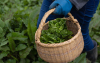 Colombia apuesta por sistemas agroalimentarios m&aacute;s equitativos y sostenibles