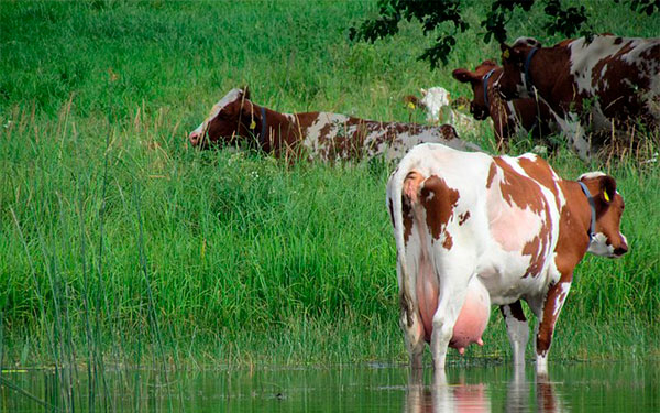 Exceso de lluvias pone en aprietos ganader&iacute;a de leche: ANALAC