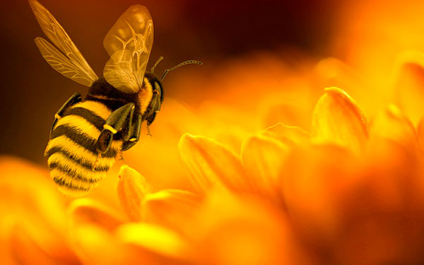 Agricultores de C&oacute;rdoba lamentan sistem&aacute;tica extinci&oacute;n de las abejas