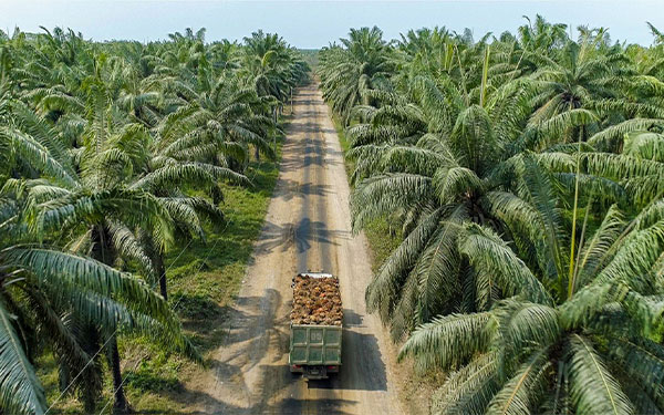 Palma de aceite colombiana, un ejemplo a seguir en las am&eacute;ricas: Cenipalma